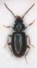 Tachys bistriatus